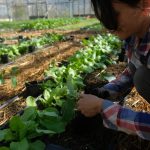 Moiplantation